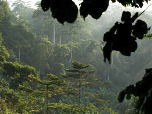Ghana-Beautiful-Forest