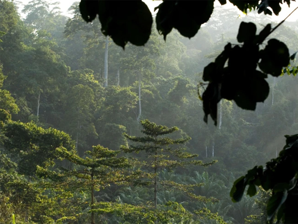 Ghana-Beautiful-Forest